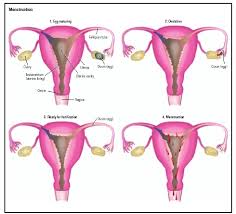menstrual是什么意思