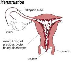 menstruation是什么意思