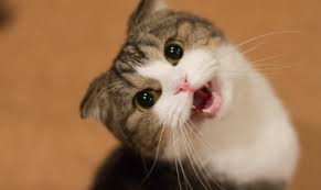 meow是什么意思
