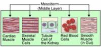 mesoderm是什么意思
