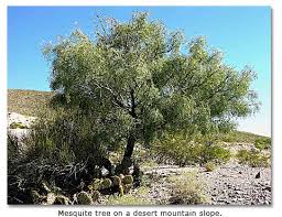 mesquite是什么意思