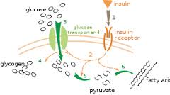 metabolic是什么意思