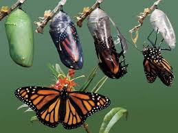 metamorphosis是什么意思