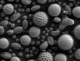 microscopic是什么意思