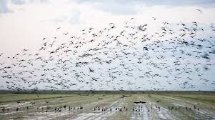 migratory是什么意思