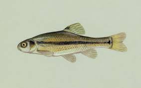 minnow是什么意思