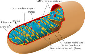 mitochondria是什么意思