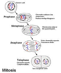 mitosis是什么意思