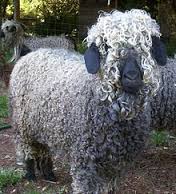 mohair是什么意思