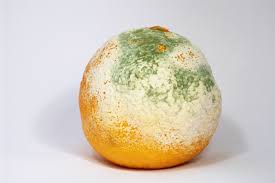 mold是什么意思