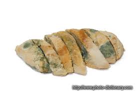 molded是什么意思