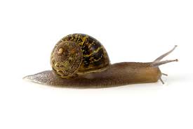 mollusk是什么意思