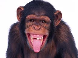 monkey是什么意思