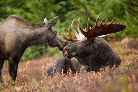 moose是什么意思