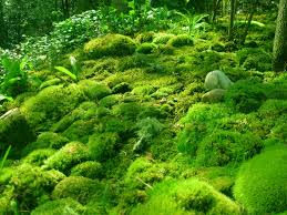 moss是什么意思
