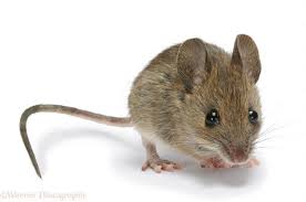 mouse是什么意思