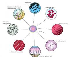 multicellular是什么意思