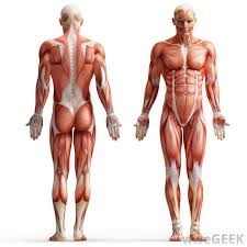 muscle是什么意思