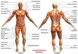 muscles是什么意思