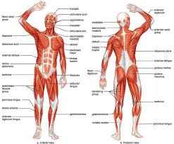 muscular是什么意思