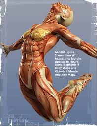 muscularity是什么意思