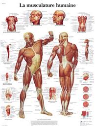 musculature是什么意思