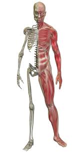 musculoskeletal是什么意思