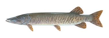muskellunge是什么意思