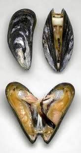 mussel是什么意思
