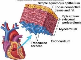 myocardium是什么意思