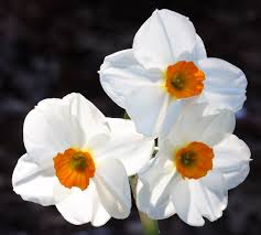 narcissus是什么意思