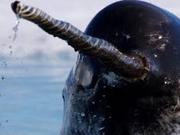 narwhal是什么意思