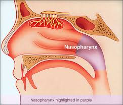 nasopharynx是什么意思