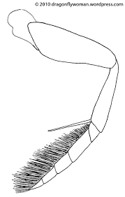 natatorial是什么意思
