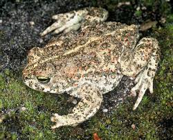 natterjack是什么意思