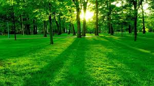 nature是什么意思