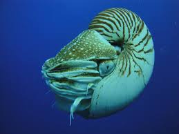 nautilus是什么意思