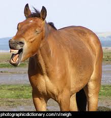 neigh是什么意思