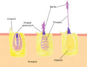 nematocyst是什么意思