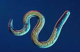 nematode是什么意思