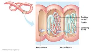 nephridium是什么意思