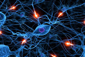 neural是什么意思