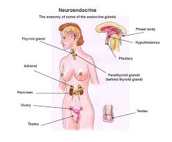 neuroendocrine是什么意思