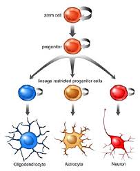 neurogenesis是什么意思
