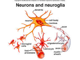 neuroglia是什么意思