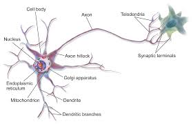 neuron是什么意思