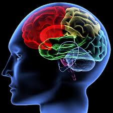 neuroscience是什么意思
