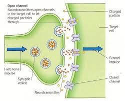 neurotransmitter是什么意思