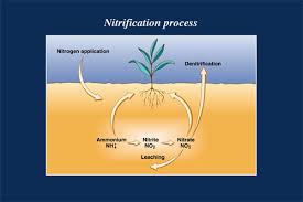 nitrification是什么意思