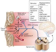 nociceptive是什么意思